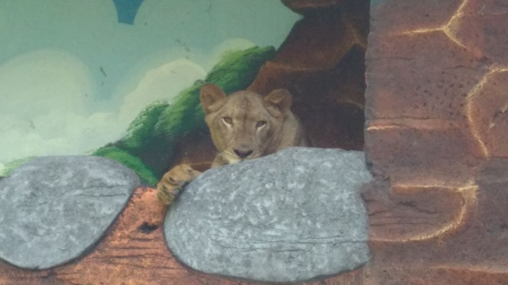 Singa Afrika menjadi koleksi kebun binatang Kota Probolinggo