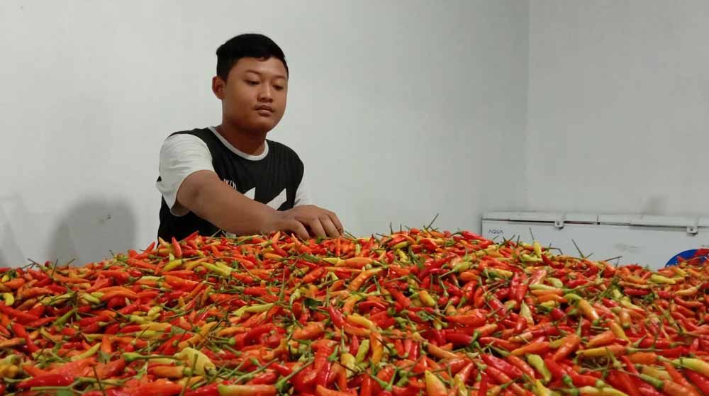 Pedagang cabai rawit di Pasar Induk Osowilangun Surabaya