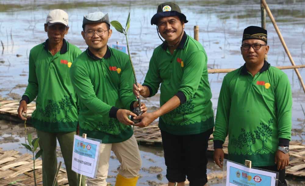 Penanaman bibit mangrove di Mengare, Gresik