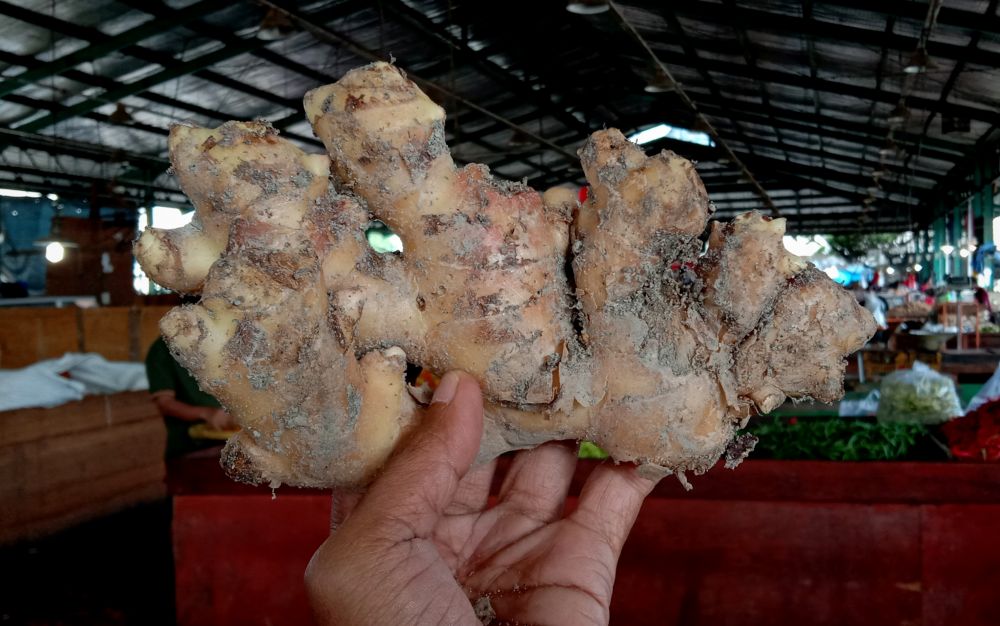 Jahe lokal yang ada di PIOS