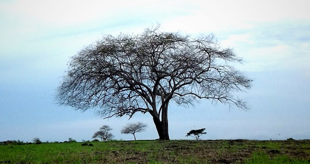 Terjebak di Savana Bekol