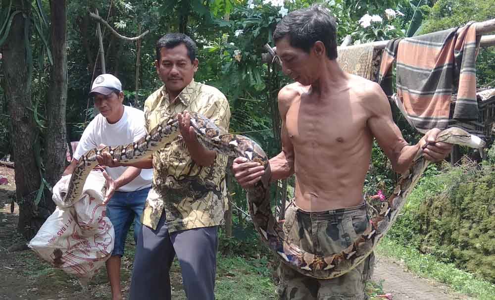 Ular sanca kembang ditangkap warga