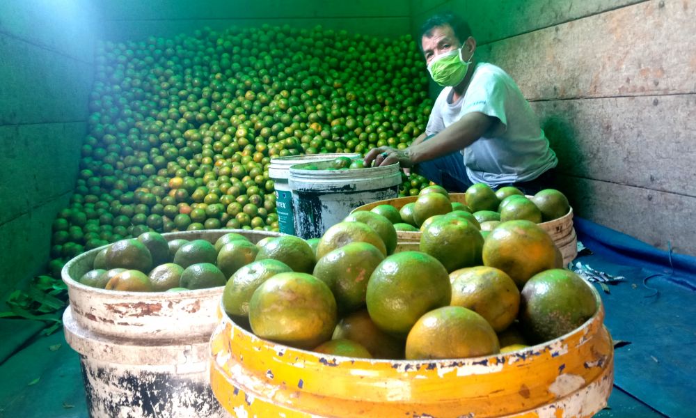 Jeruk Kintamani didatangkan pedagang PIOS langsung dari Bali