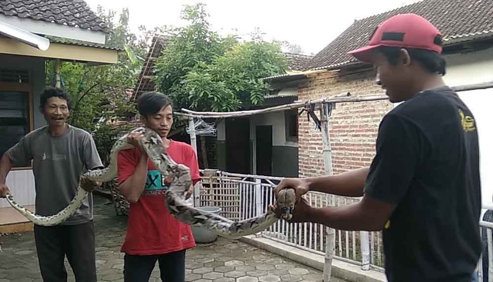 Warga tunjukkan ular sanca kembang yang berhasil ditangkap