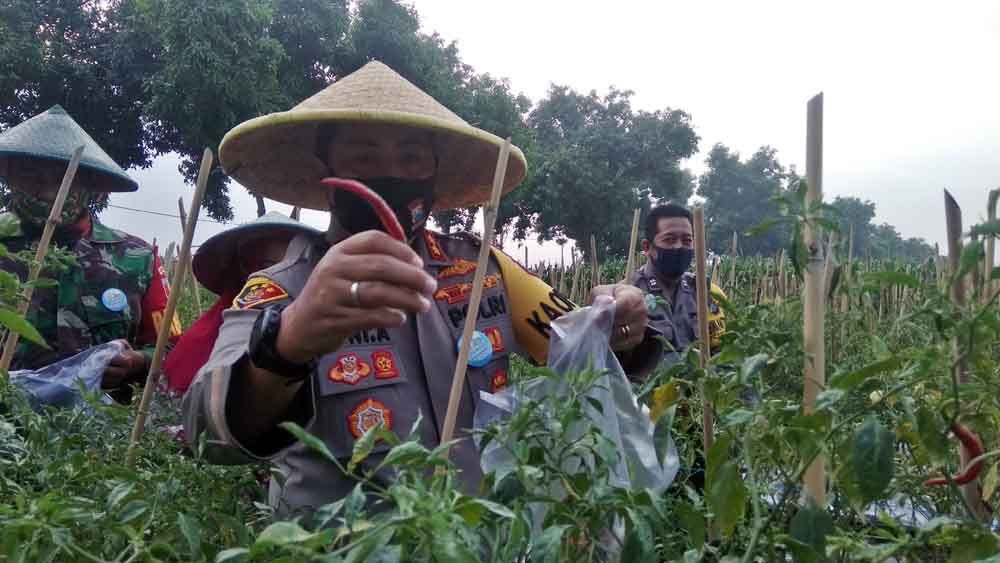 Kapolres Mojokerto panen cabai di kampung tangguh Semeru