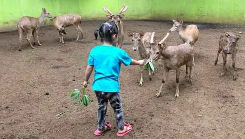 Sempat Ditutup 4 Bulan, Kebun Binatang Mini Probolinggo Kembali Dibuka