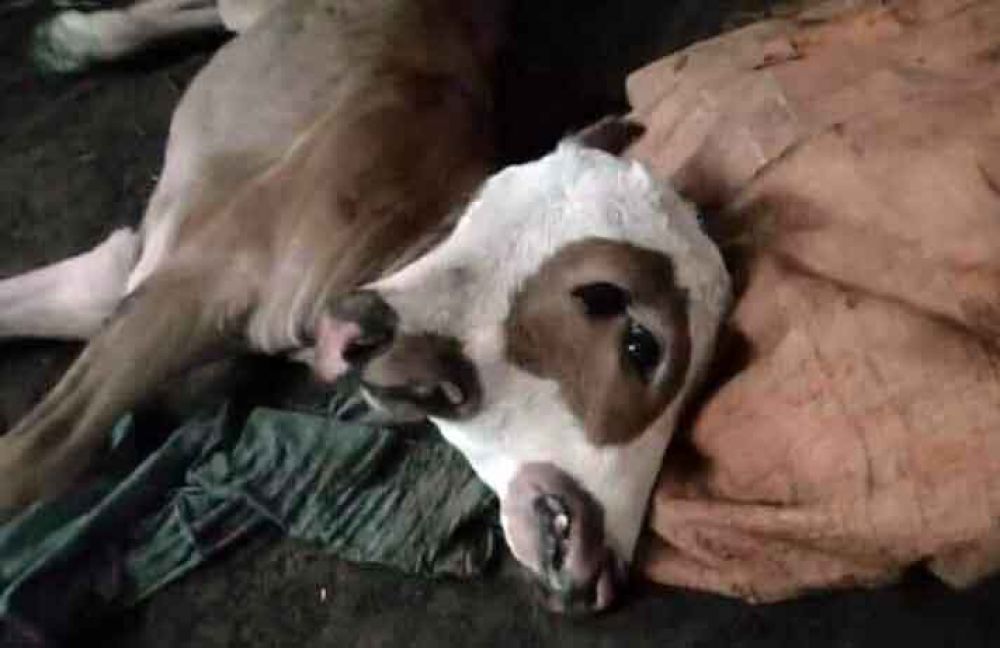 Anak sapi berkepala dua di Probolinggo