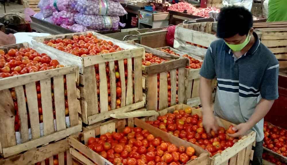 Stok tomat super yang melimpah di PIOS