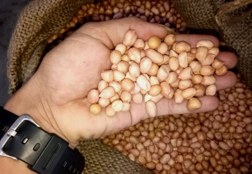 Kacang ose dari India yang didatangkan pedagang PIOS