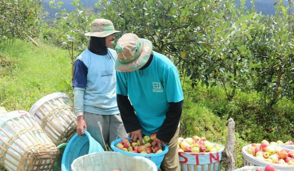 Para petani di Kota Batu memanen apel (Foto: Istimewa)