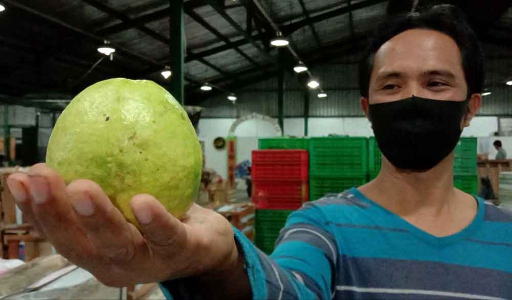 Pedagang di PIOS tunjukkan buah jambu merah berkualitas