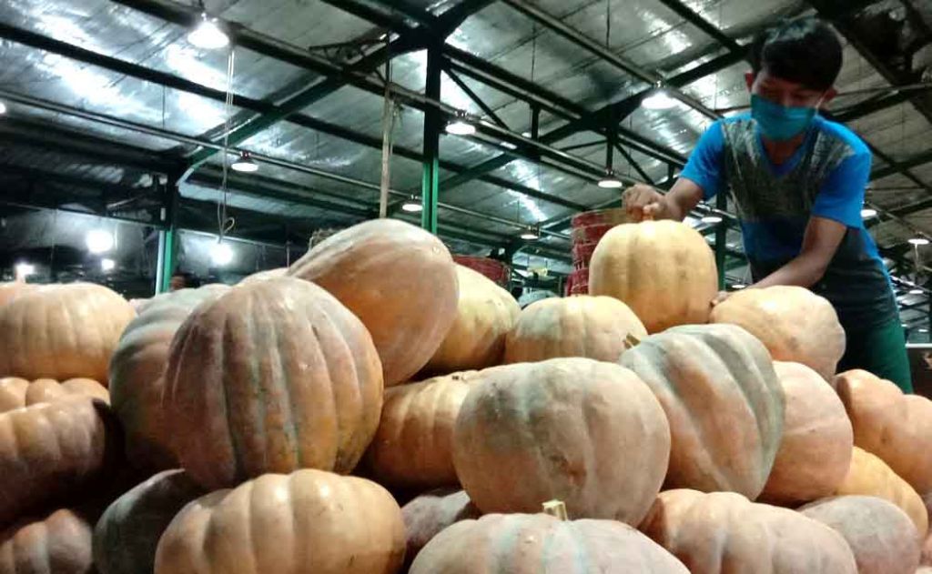 Buah labu kuning ukuran besar di PIOS