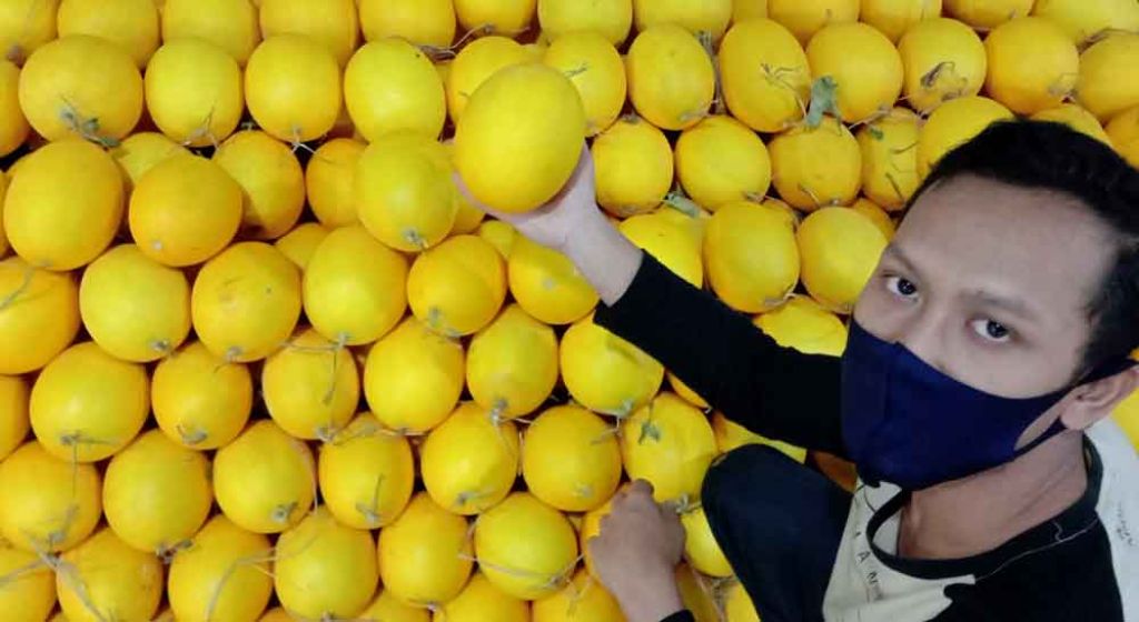 Buah melon golden yang tersedia di PIOS