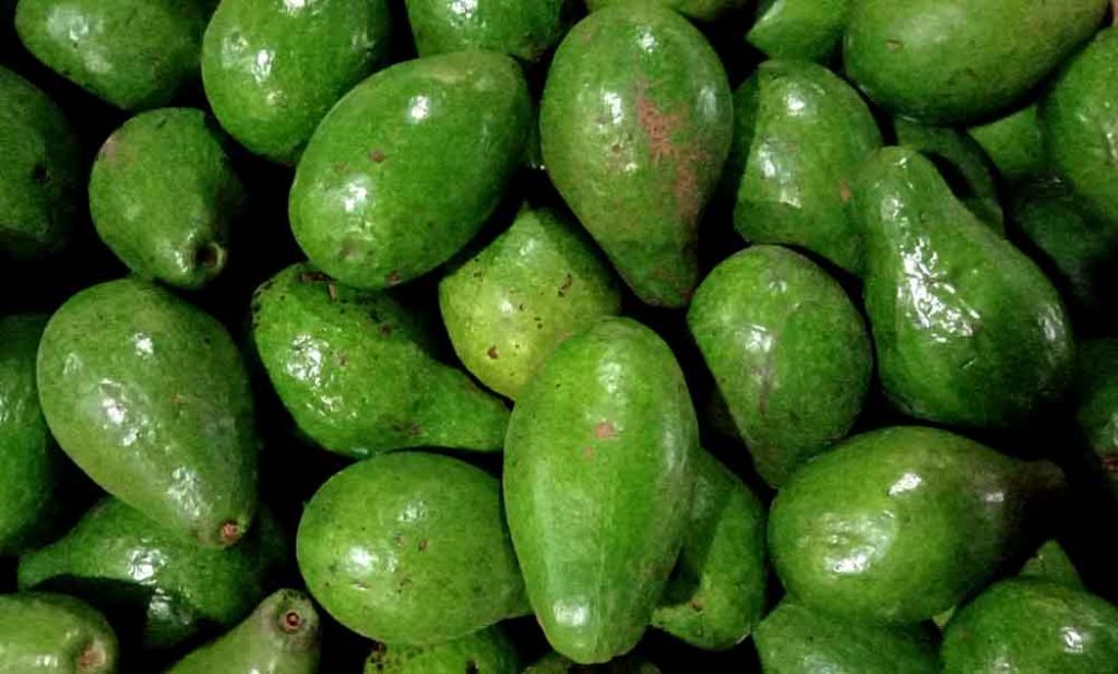 Kaya dengan Manfaat, Stok Buah Alpukat di PIOS Melimpah