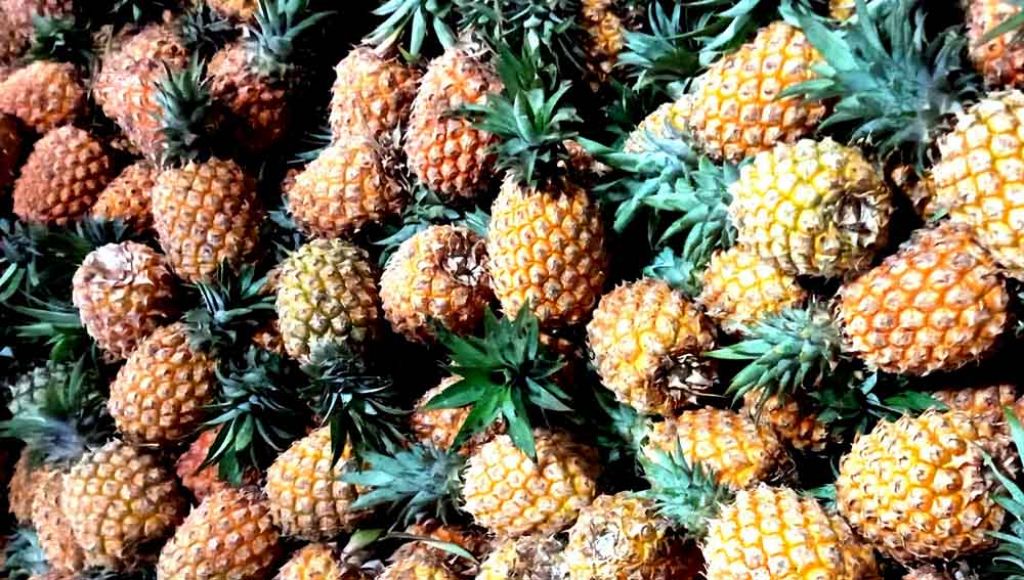 Buah nanas di PIOS mudah ditemui