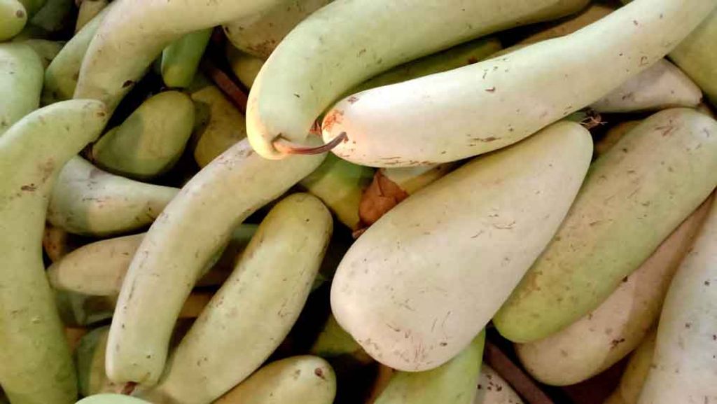 Labu air dari hasil para petani melimpah di PIOS