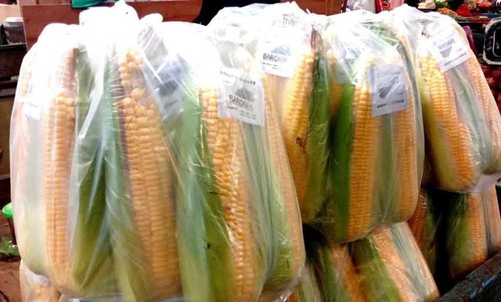 Jagung manis di PIOS