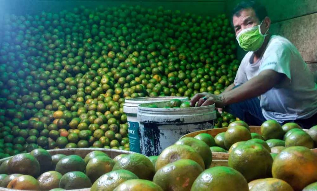 Stok buah jelang Maulid di PIOS melimpah
