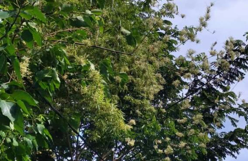 Pohon bambu berbunga di Probolinggo