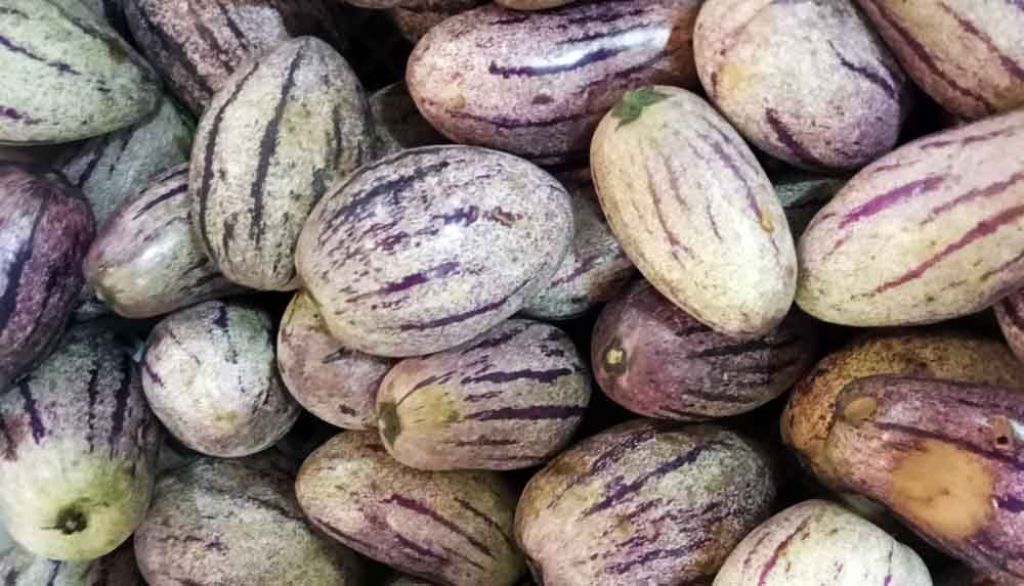 Buha Pepino tersedia di PIOS