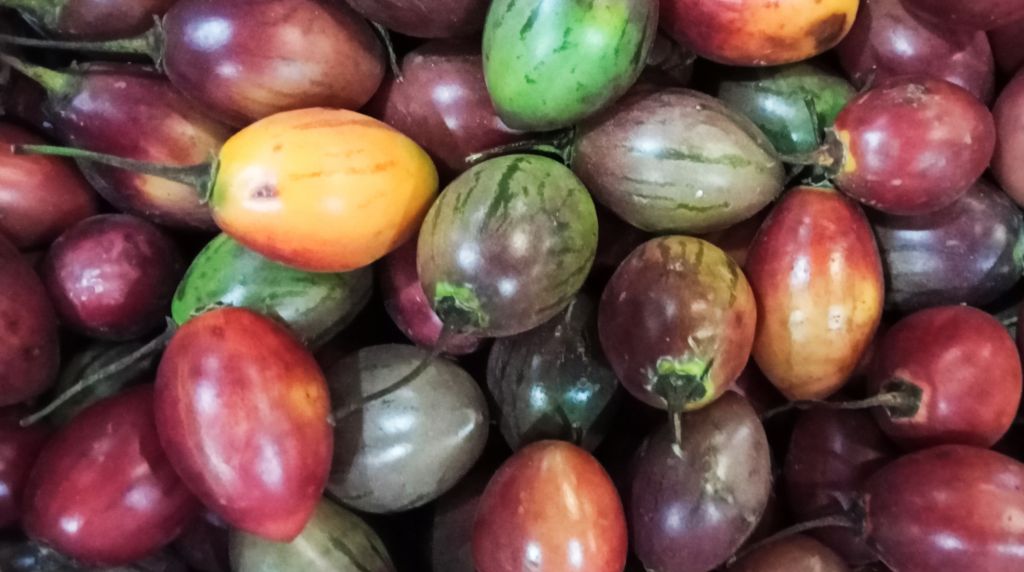 Buah terong belanda tersedia di PIOS