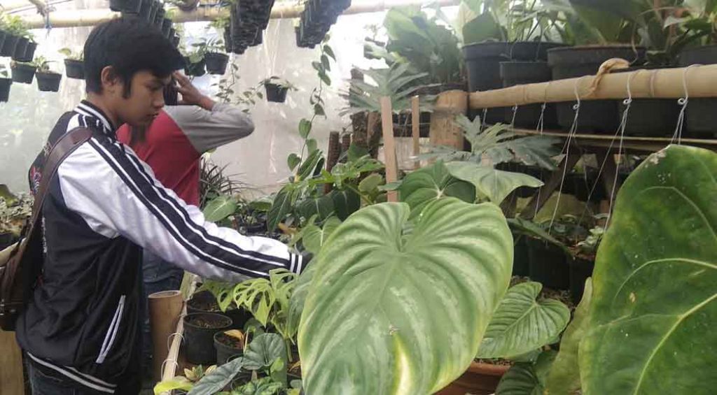 Geliat Bisnis Tanaman Hias Kota Batu hingga Tembus Pasar Luar Negeri