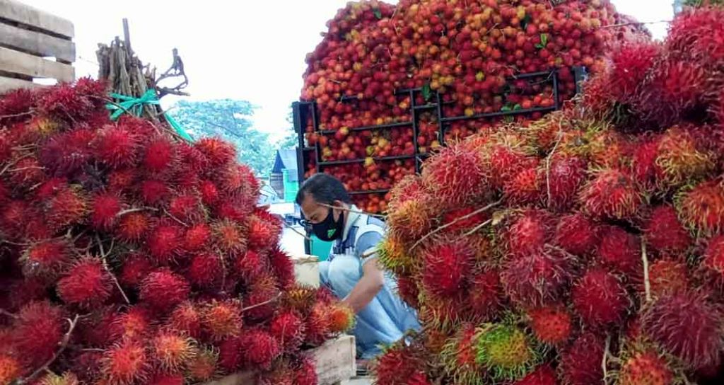 Rambutan jenis Binjai dan Aceh di PIOS