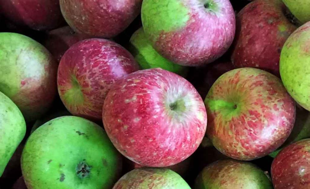 Buah Apel Rome Beauty melimpah di PIOS