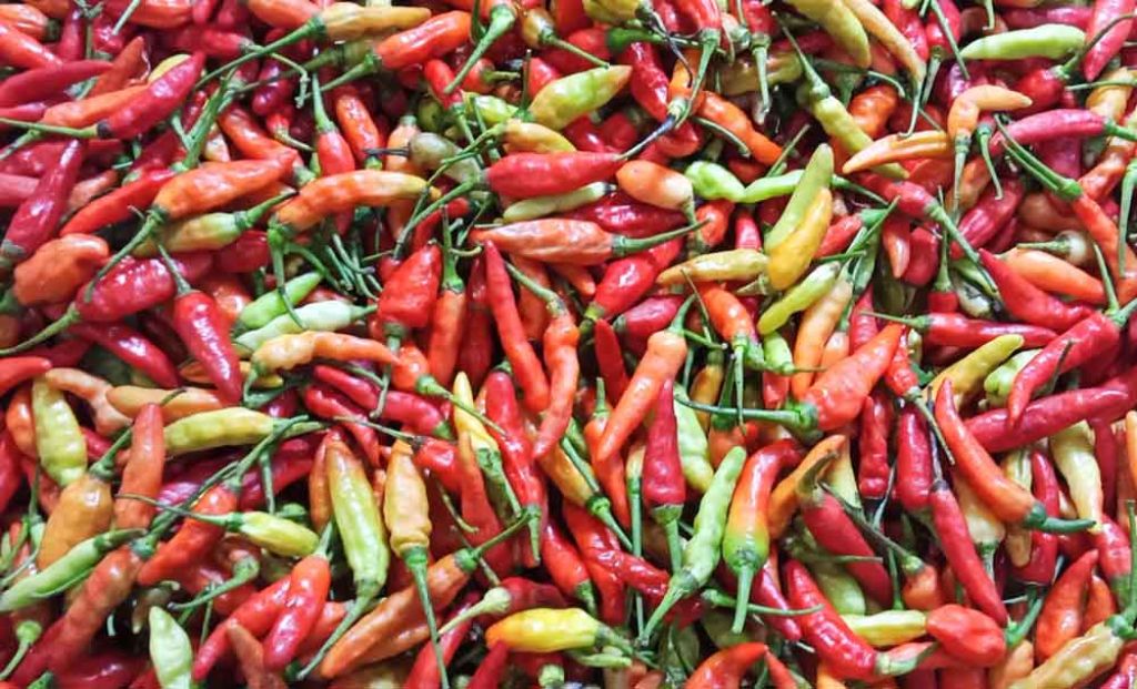 Petani Enggan Menanam Picu Kenaikan Harga Cabai Rawit di PIOS