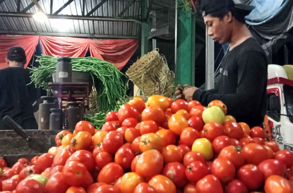 Buah tomat segar di PIOS