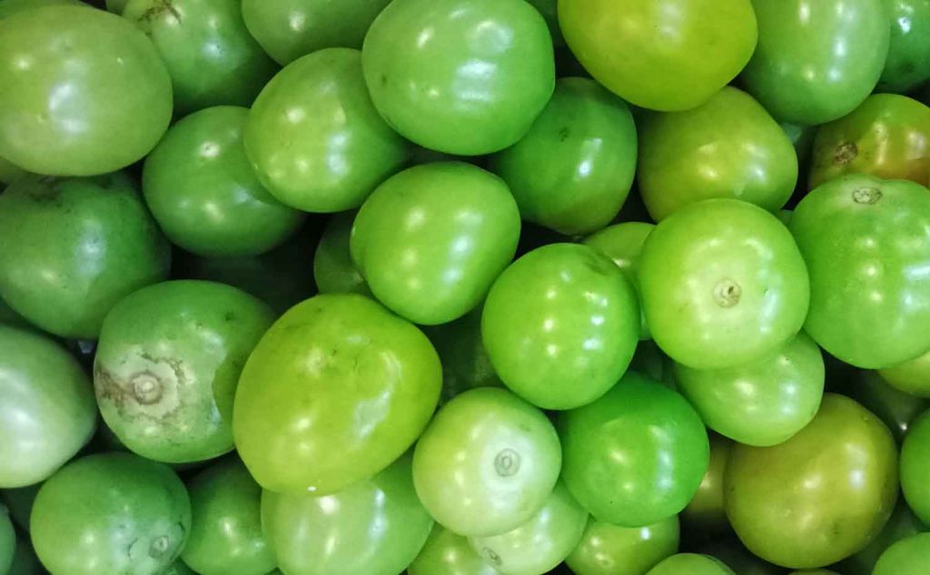 Tomat hijau berkualitas di PIOS