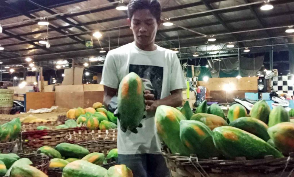 Buah Pepaya Thailand yang melimpah di PIOS