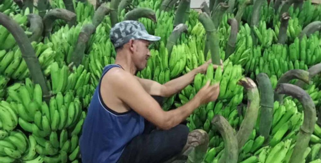 Pedagang pisang lokal di PIOS