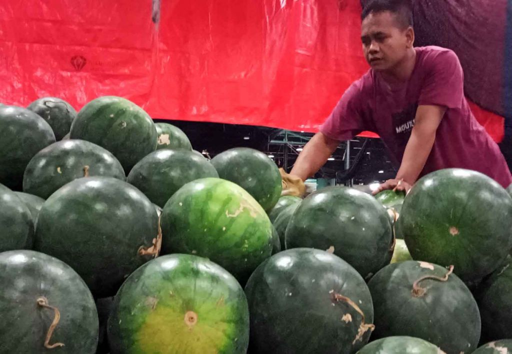 Pasokan Semangka Merah Tanpa Biji di PIOS Melimpah