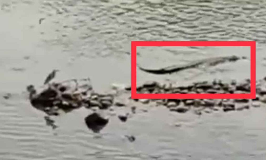 Buaya yang kembali terlihat di Sungai Sadar, Mojokerto