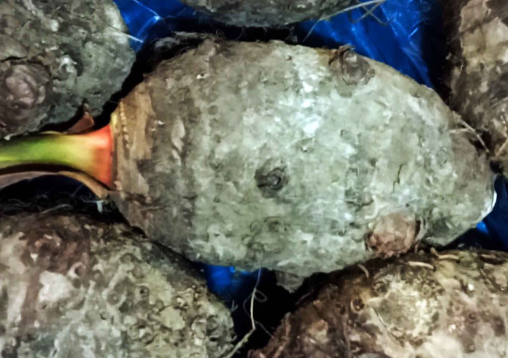 Bermanfaat untuk Kesehatan Jantung, Umbi Bentul dari Madura Tersedia di PIOS