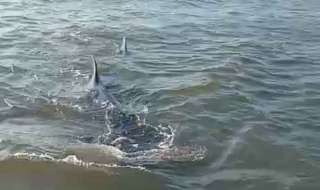 Melihat Gerombolan Hiu Paus yang Kembali Bermain di Perairan Laut Pasuruan