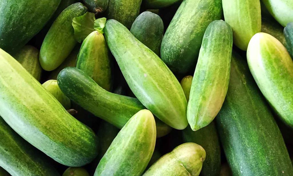 Mentimun lalapan segar tersedia di PIOS