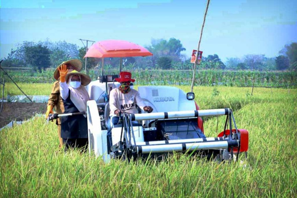 Wabup Gresik Aminatun Habibah saat mengikuti acara panen raya di Desa Sukoanyar, Kecamatan Cerme, Selasa (5/10/2021) - (Foto: Istimewa)