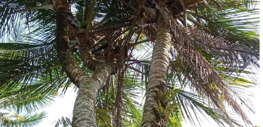 Pohon kelapa milik Khatirin di  Dusun Kepuh, Desa Ploso, Kecamatan Punung, Kabupaten Pacitan.