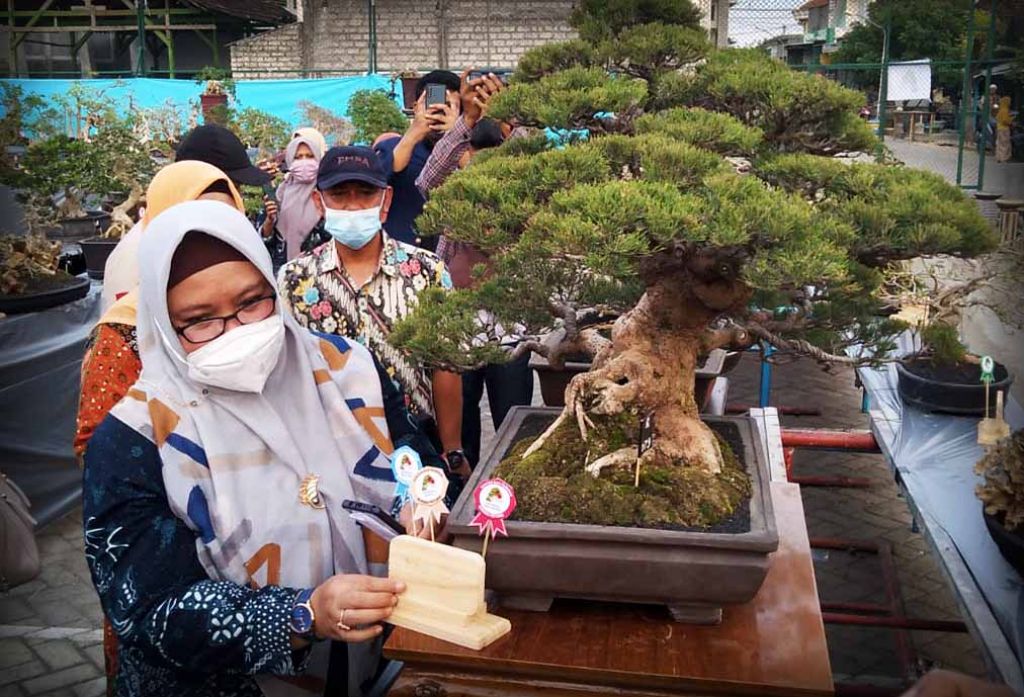 Cerita Kades di Gresik Jadikan Desa Penghasil Bonsai yang Indah dan Berkualitas
