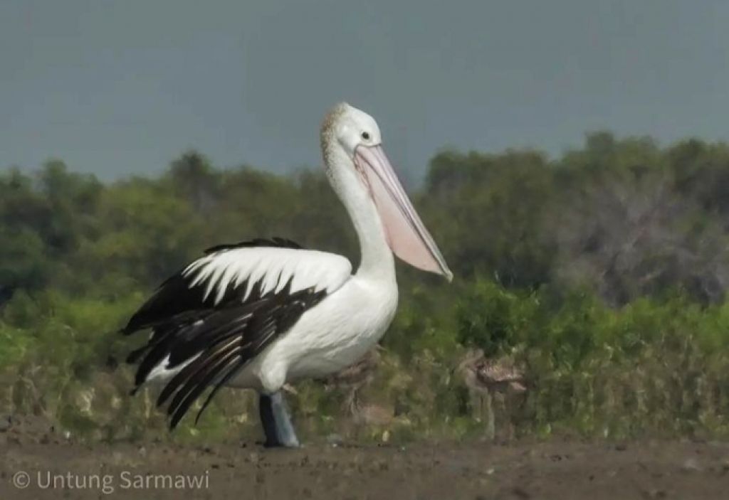 Burung Pelikan di mangrove Ujungpangkah, Gresik. (Foto: Untung Sarmawi for jatimnow.com)