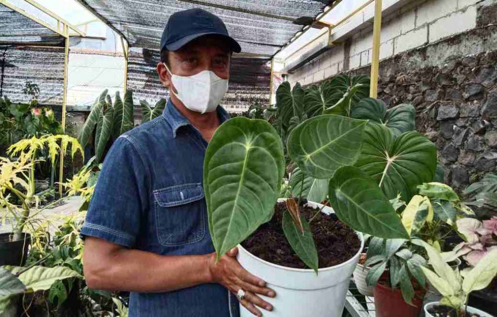 Petani tanaman hias di Kota Batu