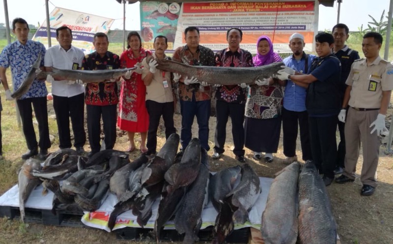 Proses pemusnahan ikan-ikan berbahaya/Foto: Istimewa
