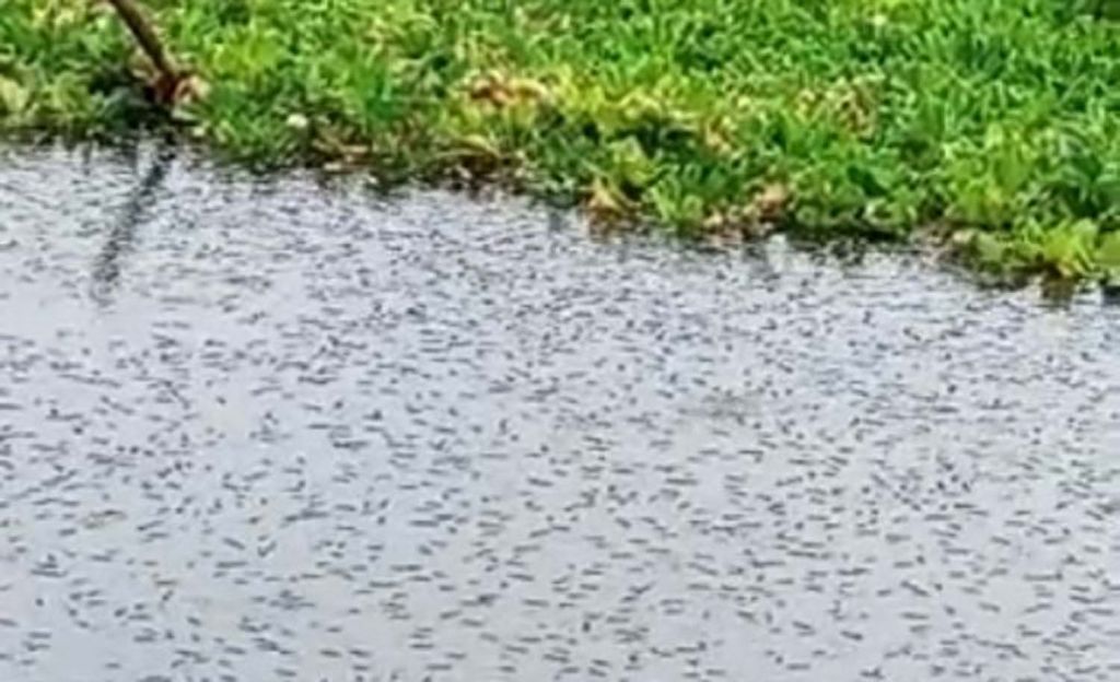 Penampakan ikan-ikan yang Waduk Selorejo Malang yang mati