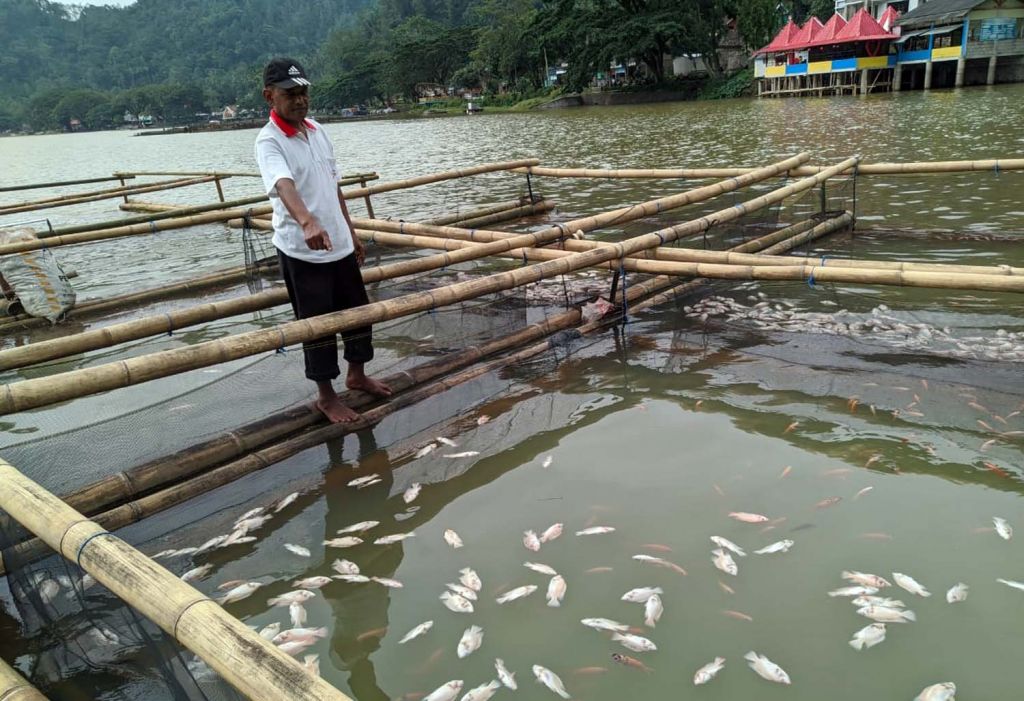 Ribuan Ikan di Telaga Ngebel, Ponorogo Mati