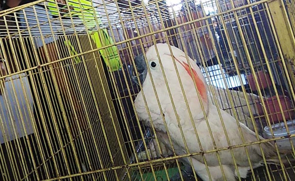 Penyelundupan Satwa Dilindungi dari Indonesia ke Thailand Digagalkan