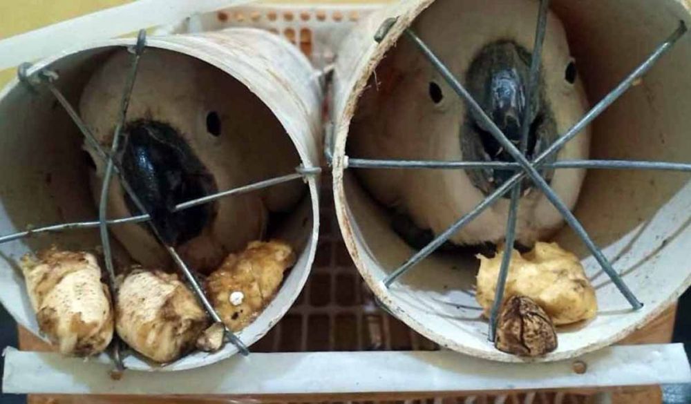 Ilustrasi perdagangan satwa langka dilindungi