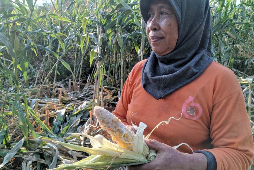 Mini, salah satu petani di Ponorogo menunjukkan tanaman jagung miliknya yang diduga dirusak kawanan kera liar