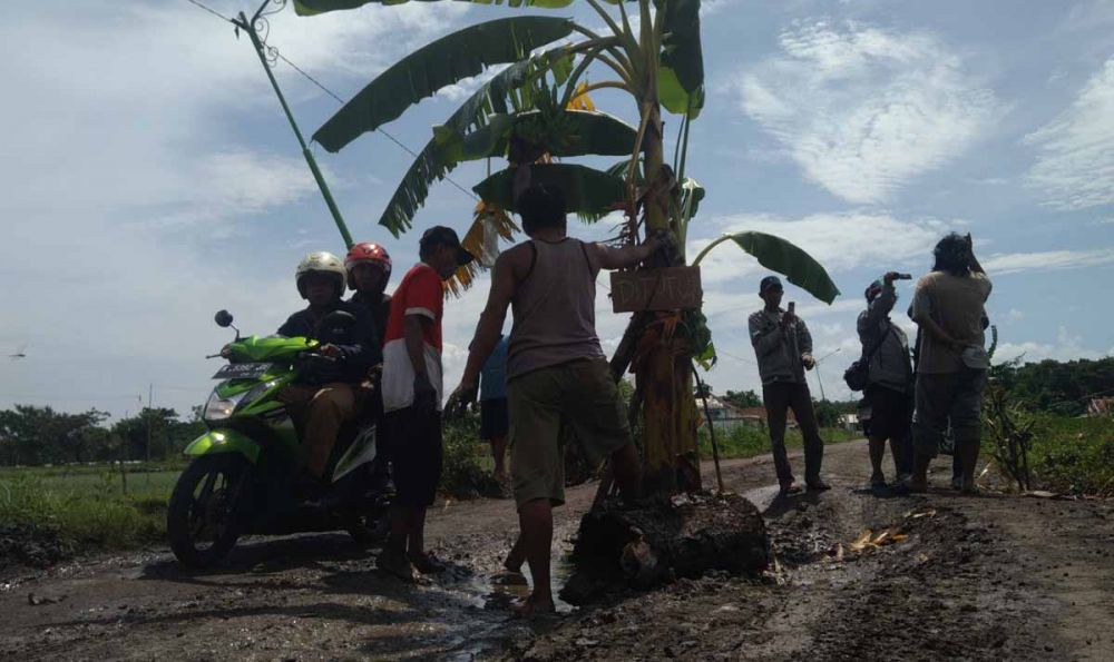 Warga di Probolinggo menanam pohon pisang di jalan rusak sebagai bentuk protes